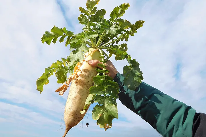 大根収穫・選果スタッフ